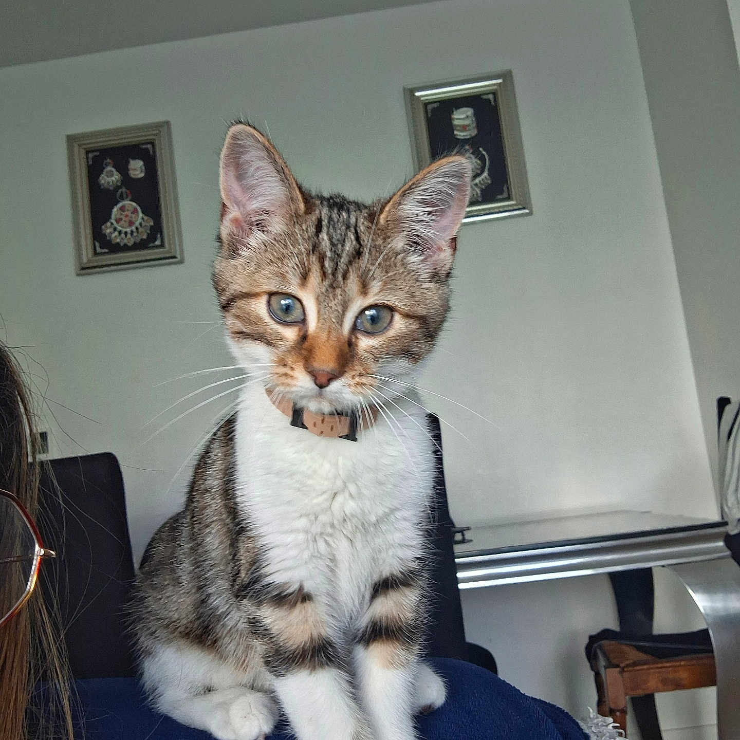 Cookie a rejoint le concours — aidez-le/la à gagner de superbes lots ! animal, artwork, cat, chair, closeup, collar, curious, ears, eyes, furniture, indoor, kitten, person_partial, pet, shoulder, sitting, tabby, table, wall, whiskers