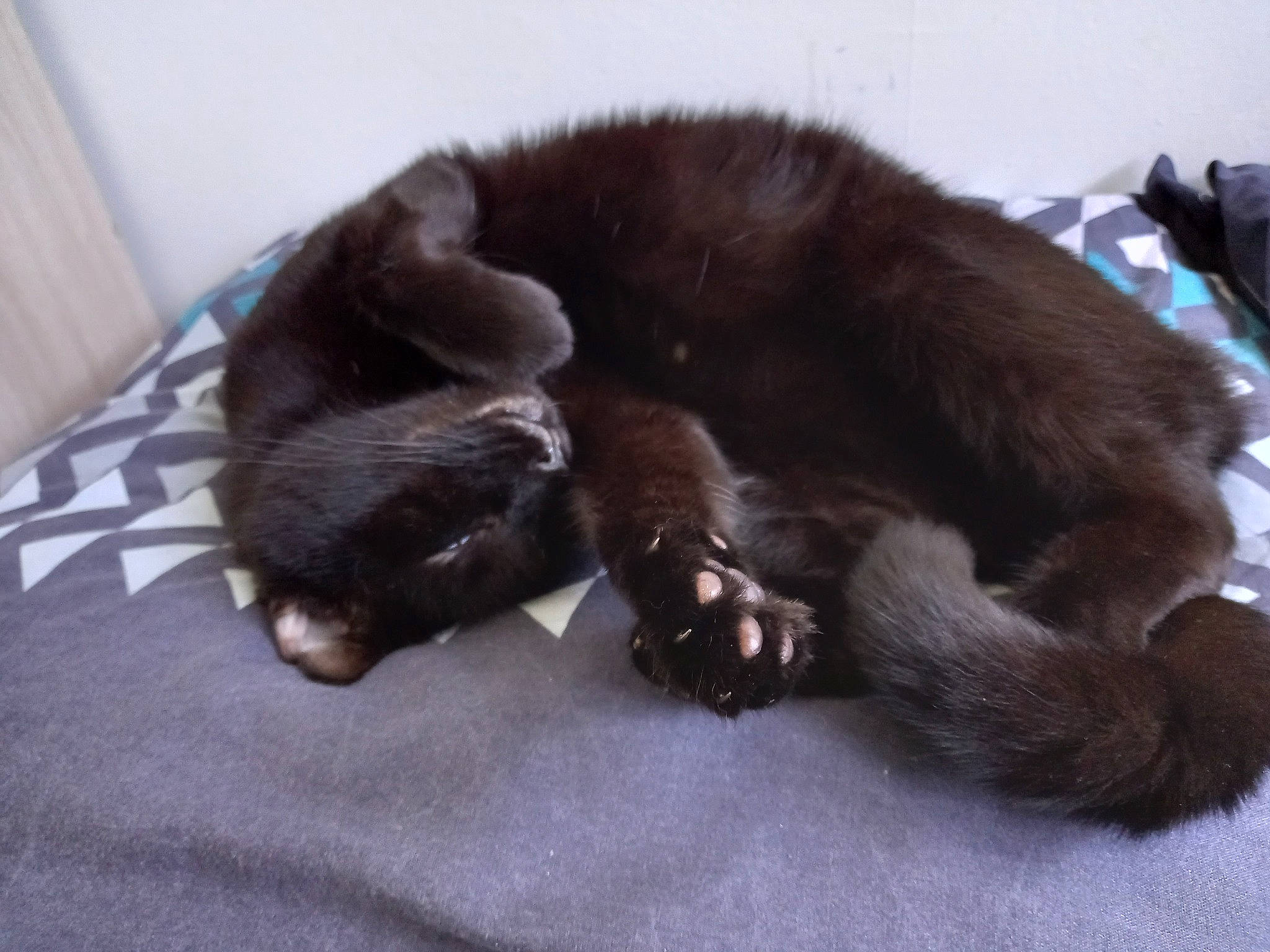 Appolon participe au concours pour gagner de l'argent avec cette photo : black_cat, bombay, brown, carnivore, cat, claw, comfort, dog_breed, domestic_short_haired_cat, felidae, fur, liver, mammal, nap, paw, small_to_medium_sized_cats, tail, terrestrial_animal, vertebrate, whiskers