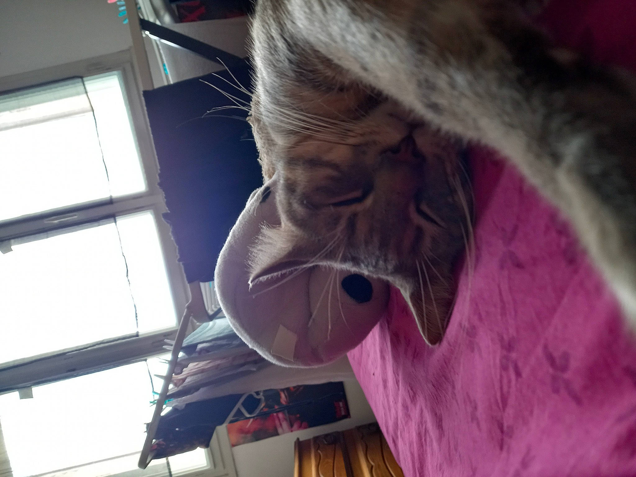 Riddle participe au concours pour gagner de l'argent avec cette photo : art, beard, canidae, eyelash, eyewear, facial_hair, felidae, fun, fur, glass, magenta, medical, moustache, personal_protective_equipment, service, small_to_medium_sized_cats, sporting_group, sunglasses, whiskers, wrinkle