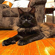 Apollo joined the competition — help win amazing prizes! cat, black_cat, fluffy, long_hair, feline, whiskers, ears, eyes, portrait, staring, lying_down, paws, indoors, living_room, wooden_floor, armchair, furniture, warm_lighting, pet, animal