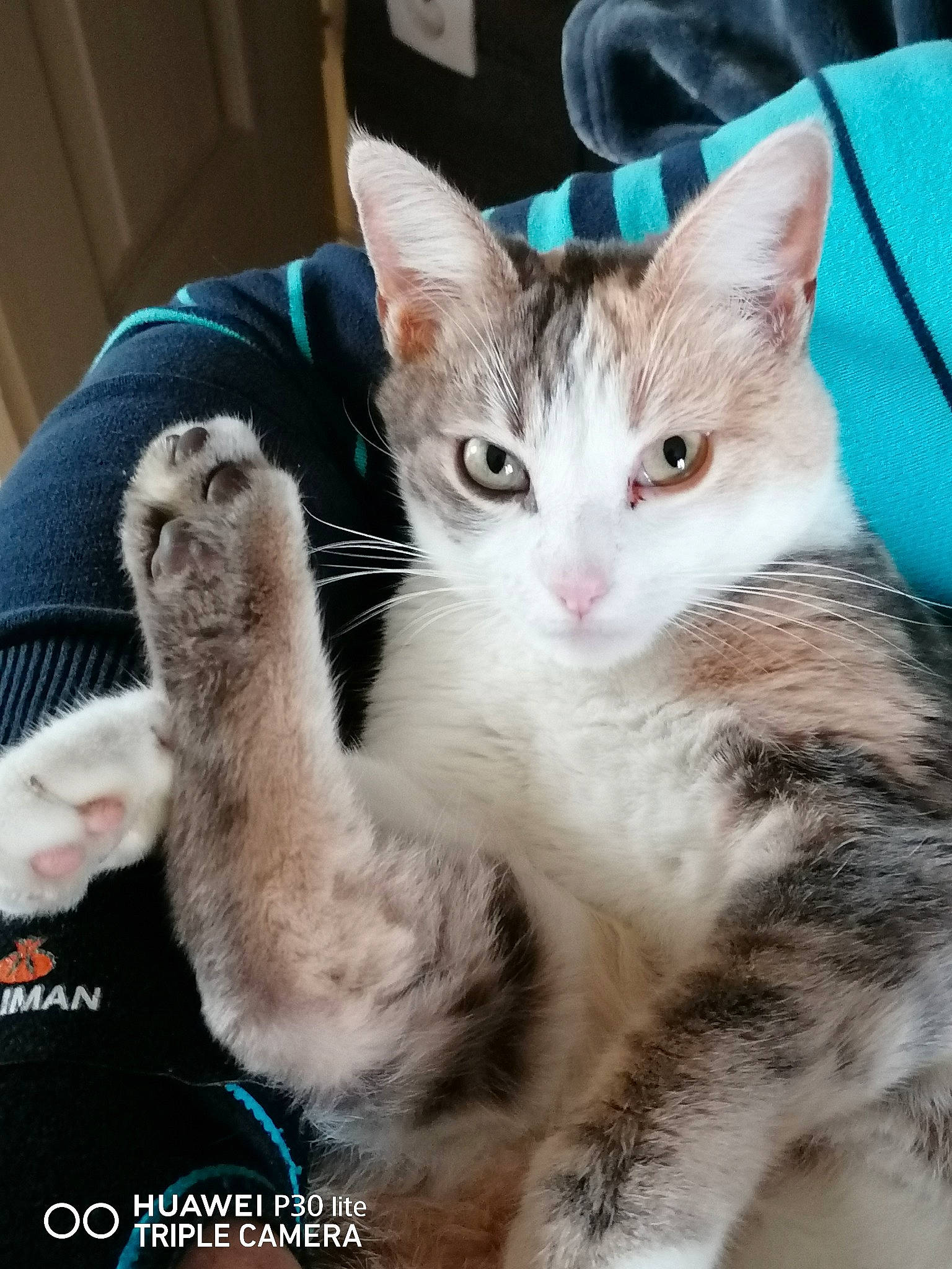 Saona participe au concours pour gagner de l'argent avec cette photo : aegean_cat, american_shorthair, american_wirehair, asian, carnivore, cat, domestic_short_haired_cat, european_shorthair, felidae, kitten, mammal, ojos_azules, photo_caption, polydactyl_cat, small_to_medium_sized_cats, tabby_cat, turkish_angora, turkish_van, vertebrate, whiskers