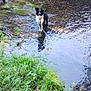 animal, black_and_white_dog, bridge, brown_dog, creek, daytime, dog, grass, leash, nature, outdoor, plants, reflection, riverbank, rocks, shallow_water, sunlight, trees, water, wet