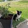 animal, black_and_white, canine, daylight, dog, fence, flower, garden, grass, greenery, leaf, nature, outdoor, pavement, pet, plant, planter, shadow, sitting, sunlight