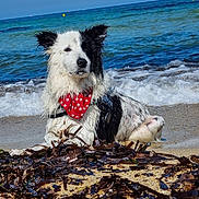 Gringo participe au concours pour gagner de l'argent avec cette photo : animal, bandana, beach, black_and_white, canine, coast, dog, nature, ocean, outdoor, pet, relaxing, sand, seaweed, shore, summer, vacation, water, waves, wet