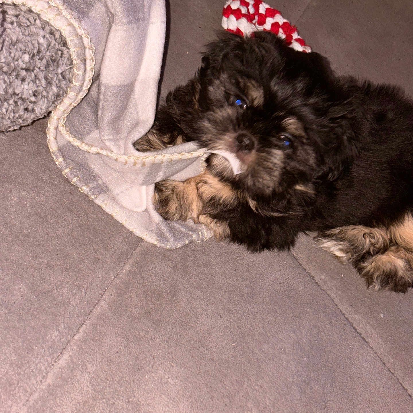 Buster is registered to the contest to win money with this photo: adorable, black_fur, blanket, brown_fur, carpet, cozy, cute, dog, floor, fluffy, indoor, knitted_hat, lying_down, pet, playful, puppy, red, small, white, young