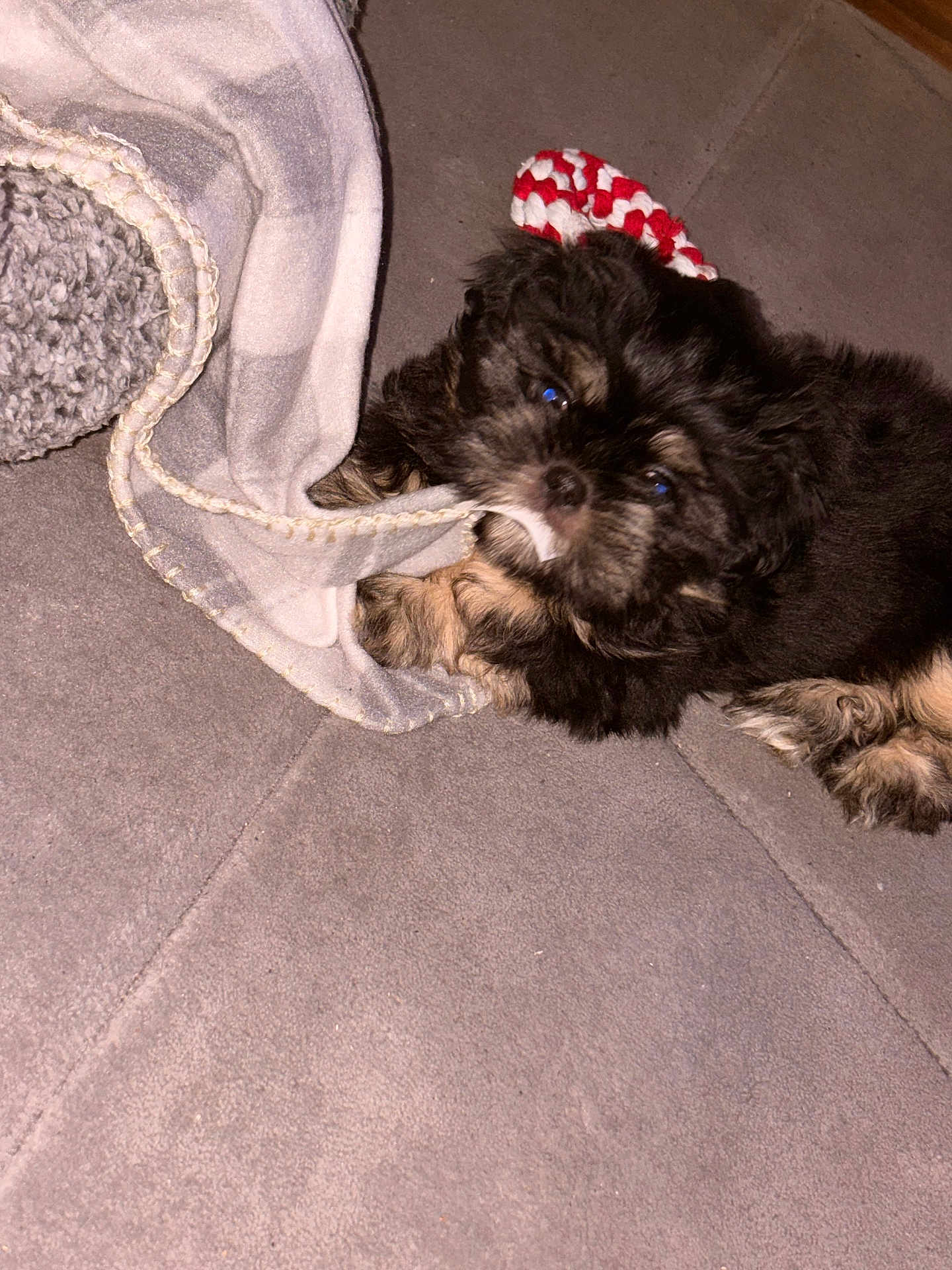 Buster is registered to the contest to win money with this photo: adorable, black_fur, blanket, brown_fur, carpet, cozy, cute, dog, floor, fluffy, indoor, knitted_hat, lying_down, pet, playful, puppy, red, small, white, young