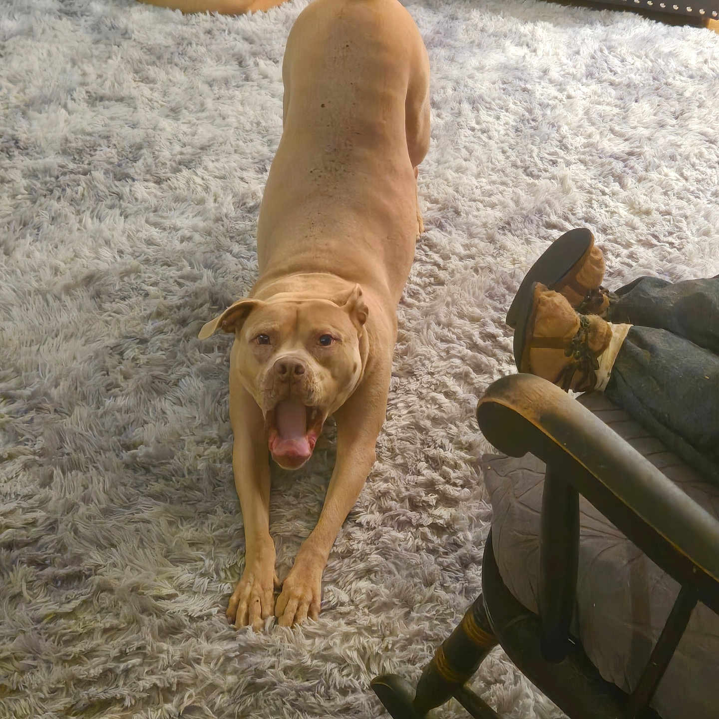 Louie joined the competition — help win amazing prizes! adult, animal, bulldog, canine, clothing, cushion, dog, dogbed, footwear, furniture, homedecor, hound, labradorretriever, male, man, person, pet, pitbull, puppy, shoe