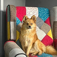 Fox participe au concours pour gagner de l'argent avec cette photo : armchair, blue_eye, brown, canine, colorful, companion, cozy, cute, dog, domestic_animal, fluffy, furniture, furry, indoor, looking_at_camera, patchwork, pet, portrait, relaxed, sitting