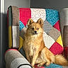 armchair, blue_eye, brown, canine, colorful, companion, cozy, cute, dog, domestic_animal, fluffy, furniture, furry, indoor, looking_at_camera, patchwork, pet, portrait, relaxed, sitting