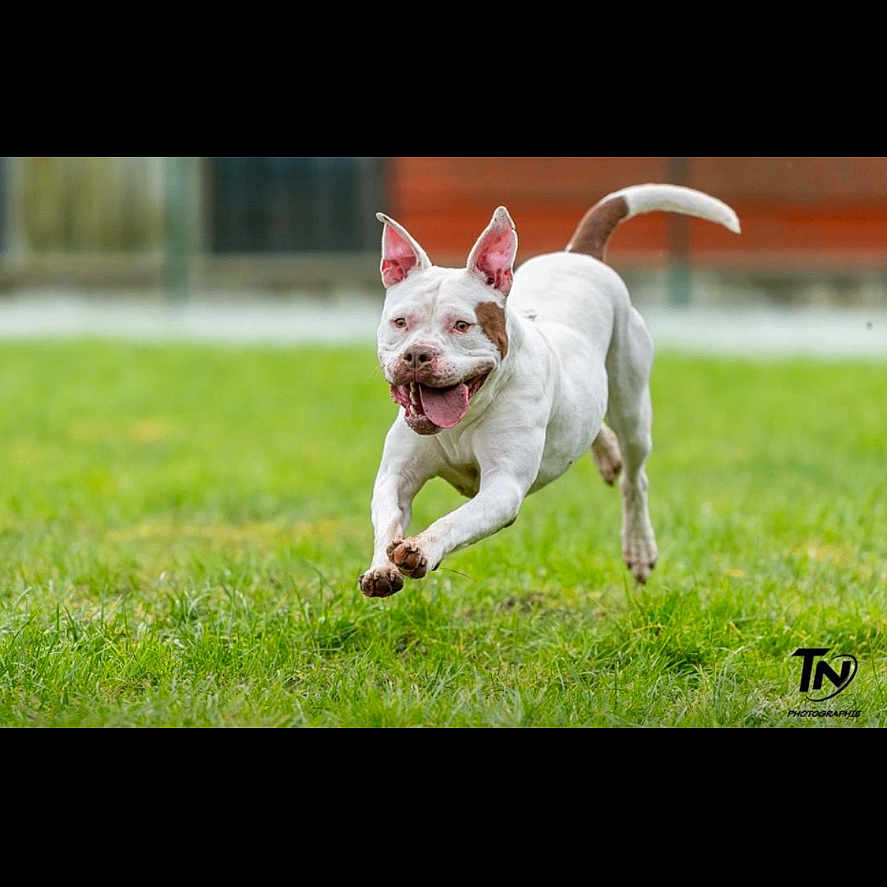 Bianca a rejoint le concours — aidez-le/la à gagner de superbes lots ! animal, bostonbull, boxer, bulldog, canine, dog, frenchbulldog, grass, lawn, pet, pitbull, plant, pointer, puppy, terrier, whitedog