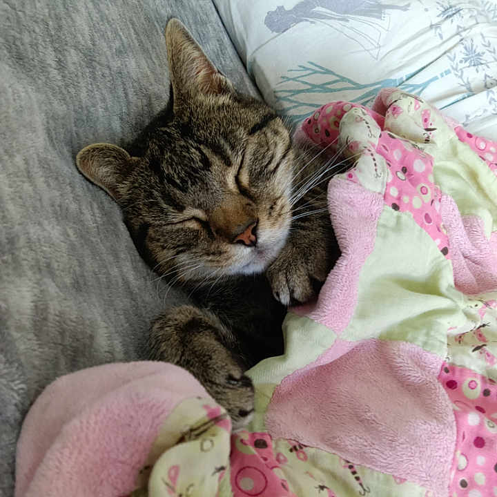 Kiki joined the competition — help win amazing prizes! abyssinian, animal, applique, bed, blanket, cat, couch, cushion, furniture, homedecor, kitten, laundry, linen, manx, person, pet, quilt, siamese, sleeping, towel