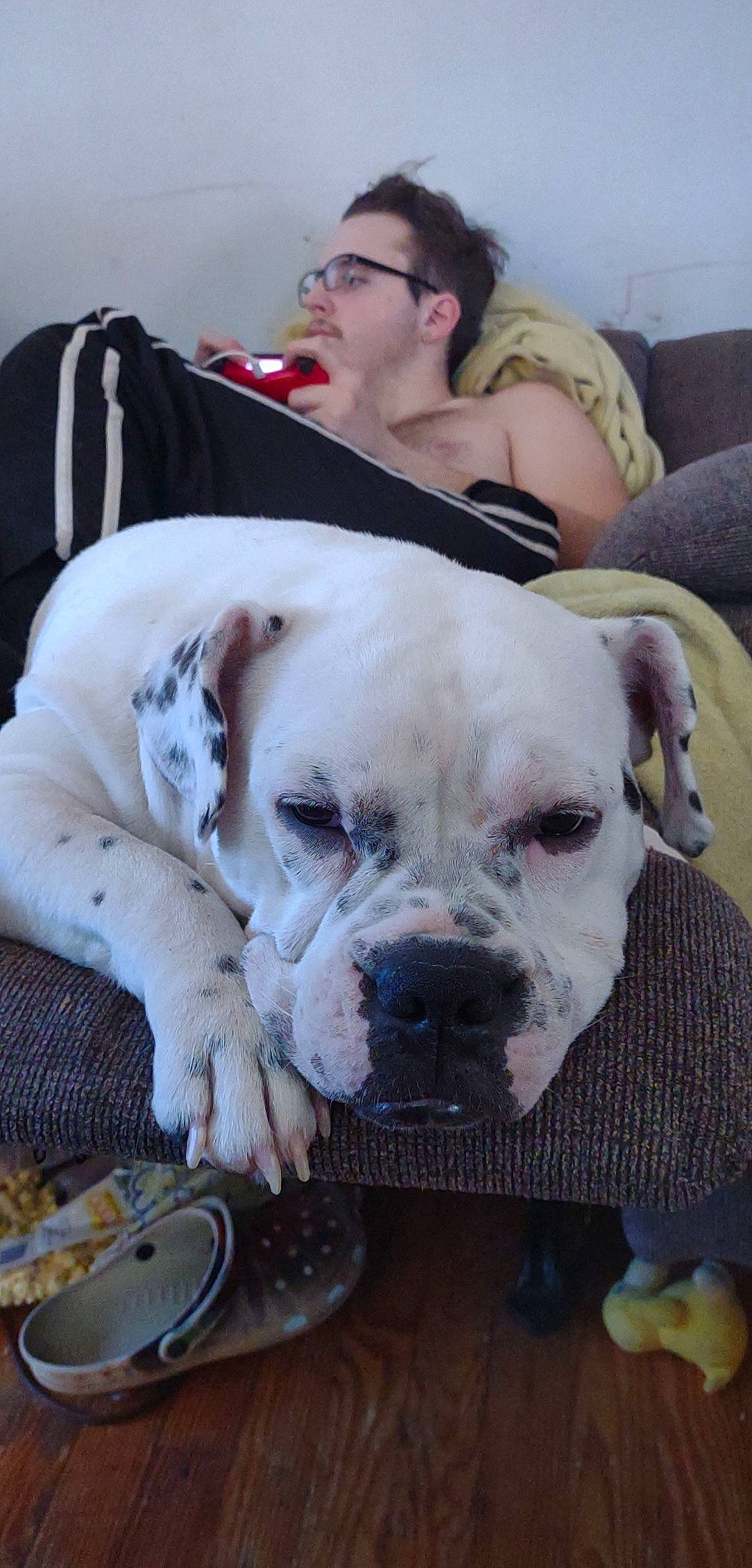 Cricket is registered to the contest to win money with this photo: bulldog, canidae, carnivore, collar, comfort, companion_dog, dog, dog_breed, dog_collar, eyewear, fawn, fur, molosser, pet_supply, snout, sporting_group, tableware, whiskers, working_animal, wrinkle