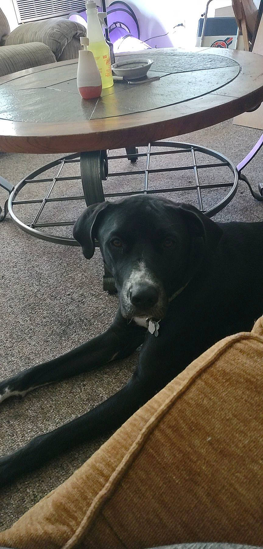 Boomer joined the competition — help win amazing prizes! canidae, carnivore, coffee_table, companion_dog, dog, dog_breed, floor, flooring, furniture, hardwood, metal, outdoor_furniture, outdoor_table, sporting_group, stool, table, tableware, tail, wood, working_animal