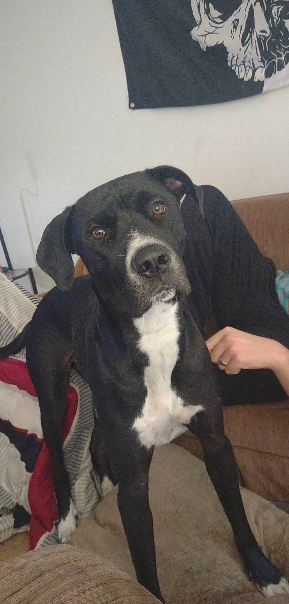 Boomer is registered to the contest to win money with this photo: borador, canidae, carnivore, collar, comfort, companion_dog, dog, dog_breed, fawn, fur, guard_dog, molosser, non_sporting_group, snout, sporting_group, whiskers, working_animal, working_dog