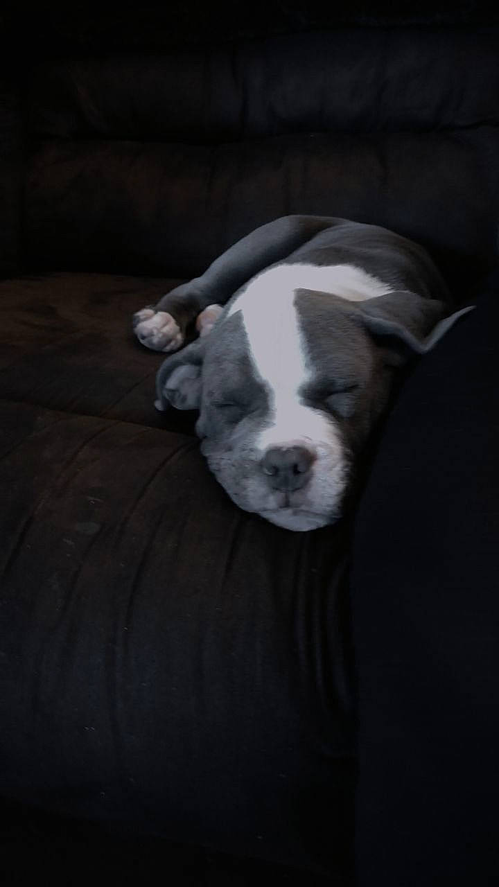 Hades is registered to the contest to win money with this photo: bored, bulldog, carnivore, comfort, companion_dog, dog, dog_breed, ear, fawn, flooring, fur, grey, hardwood, snout, sporting_group, tail, terrestrial_animal, whiskers, wood, working_animal