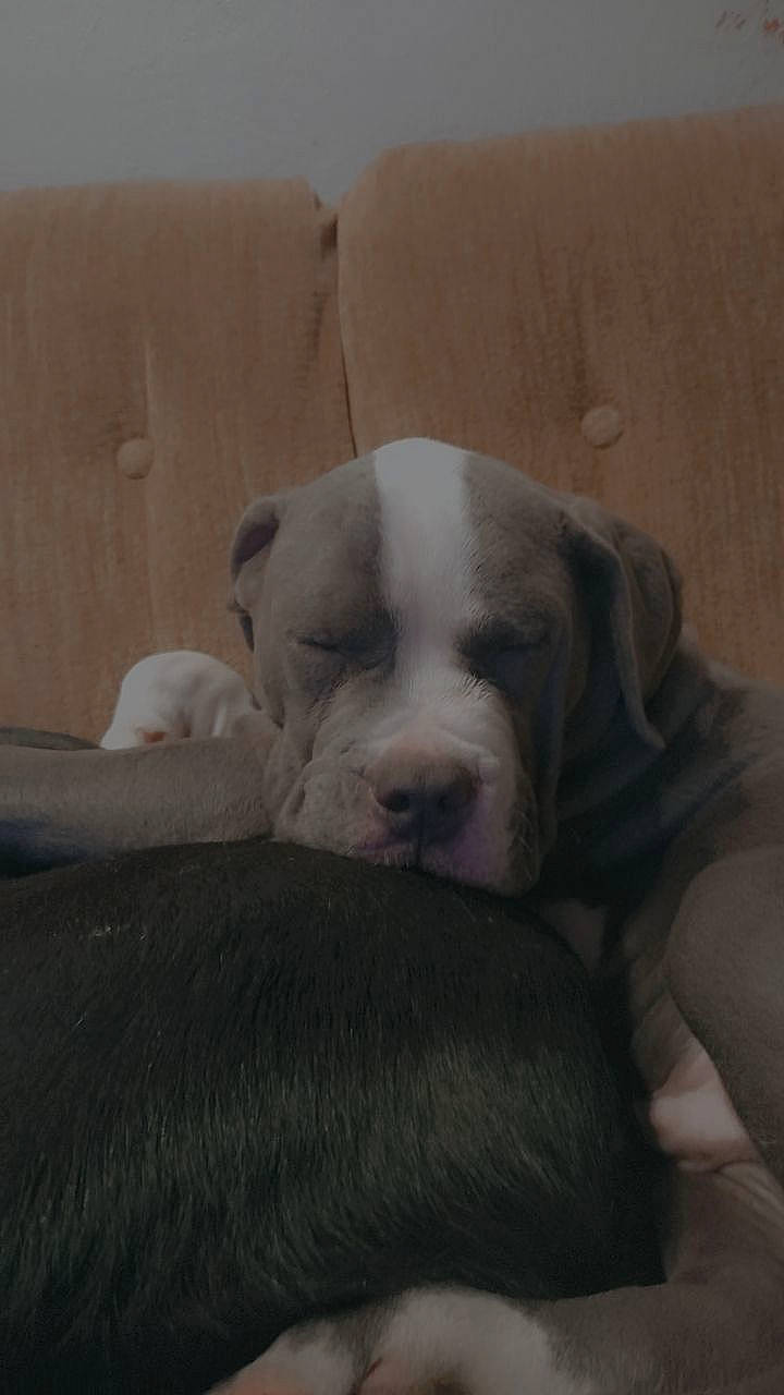 Hades joined the competition — help win amazing prizes! canidae, carnivore, cloud, comfort, companion_dog, dog, dog_breed, fawn, fur, grey, molosser, nap, non_sporting_group, snout, sporting_group, tail, terrestrial_animal, whiskers, working_animal, wrinkle