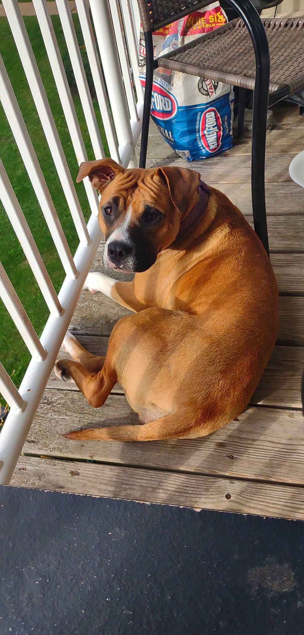 Piggy joined the competition — help win amazing prizes! carnivore, collar, companion_dog, dog, dog_breed, dog_collar, fawn, fence, guard_dog, hardwood, home_fencing, kitchen_utensil, liver, paw, pet_supply, puppy, tail, wood, working_animal, working_dog