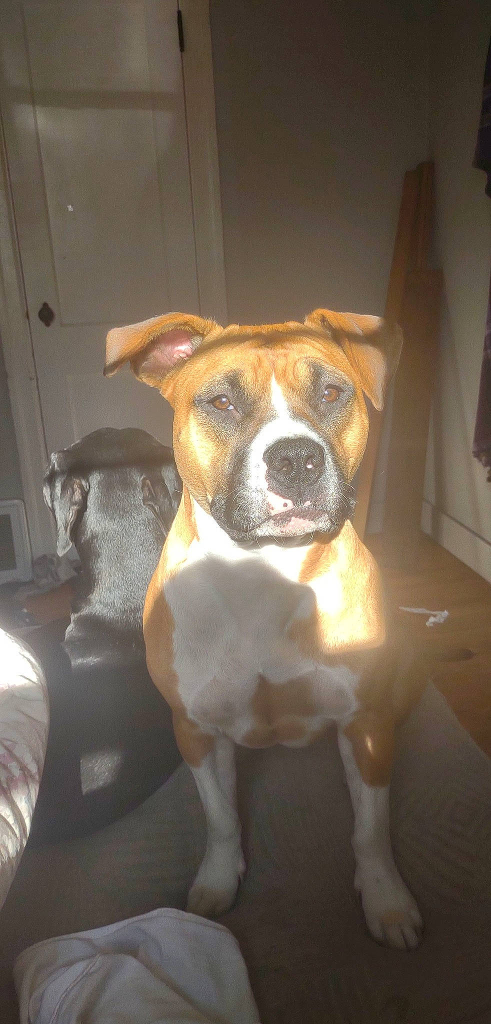 Piggy is registered to the contest to win money with this photo: boxer, canidae, carnivore, companion_dog, couch, dog, dog_breed, dog_collar, ear, fawn, flooring, guard_dog, non_sporting_group, whiskers, window, working_animal, working_dog