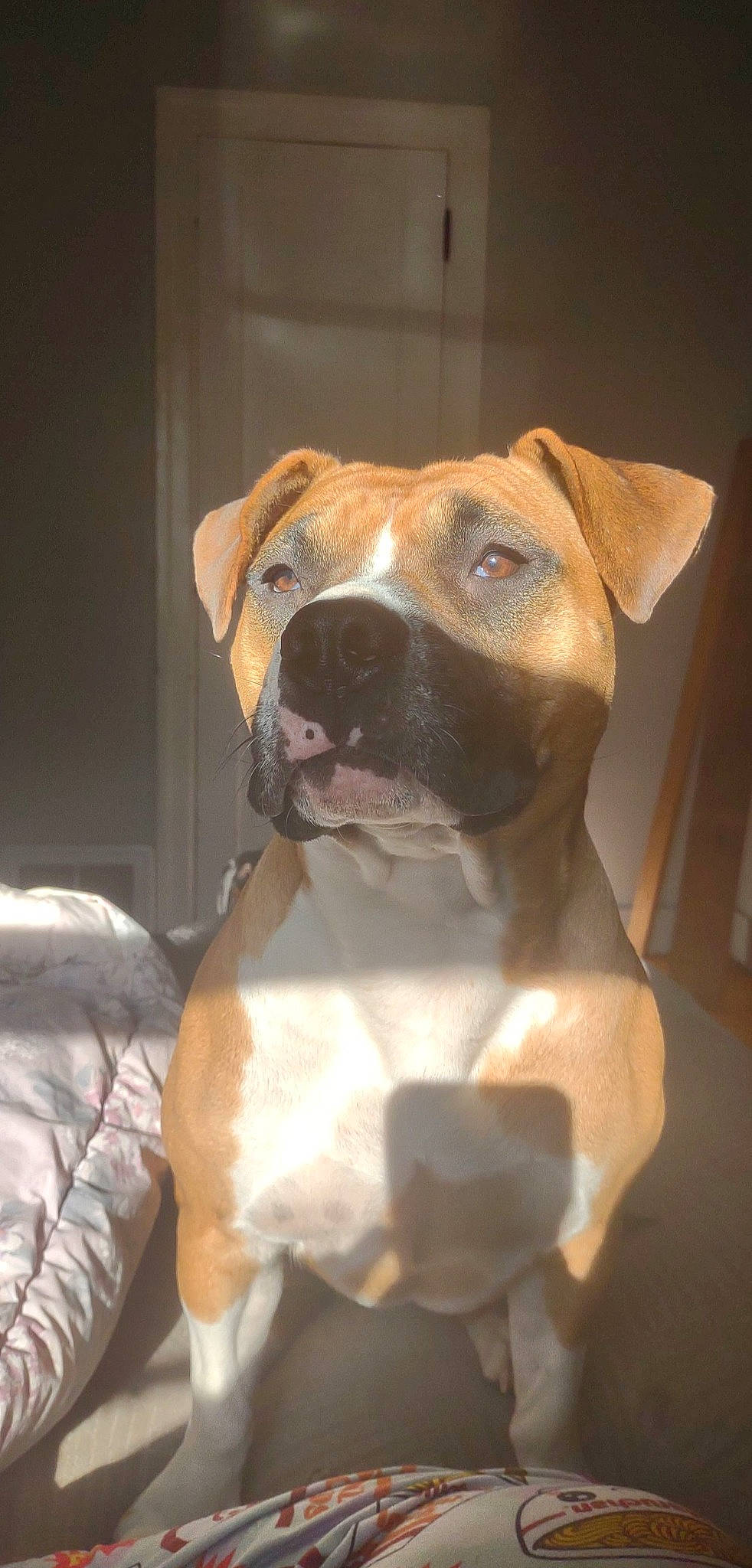 Piggy joined the competition — help win amazing prizes! ancient_dog_breeds, canidae, carnivore, collar, companion_dog, dog, dog_breed, dog_collar, dog_supply, ear, fawn, guard_dog, hunting_dog, liver, non_sporting_group, pet_supply, sporting_group, whiskers, working_animal, working_dog