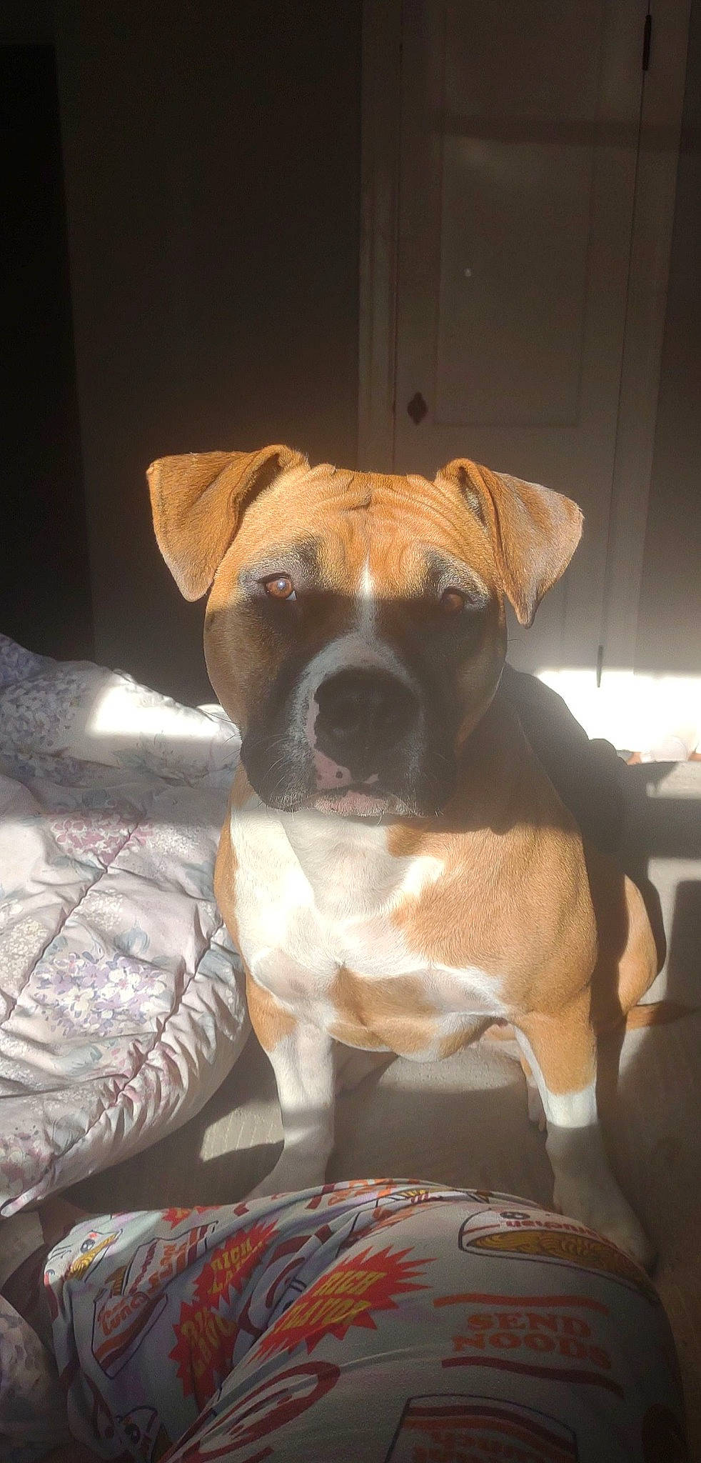 Piggy is registered to the contest to win money with this photo: boxer, canidae, carnivore, collar, comfort, companion_dog, dog, dog_breed, dog_collar, dog_supply, fawn, liver, pet_supply, snout, sporting_group, toy_dog, whiskers, window, working_animal, wrinkle