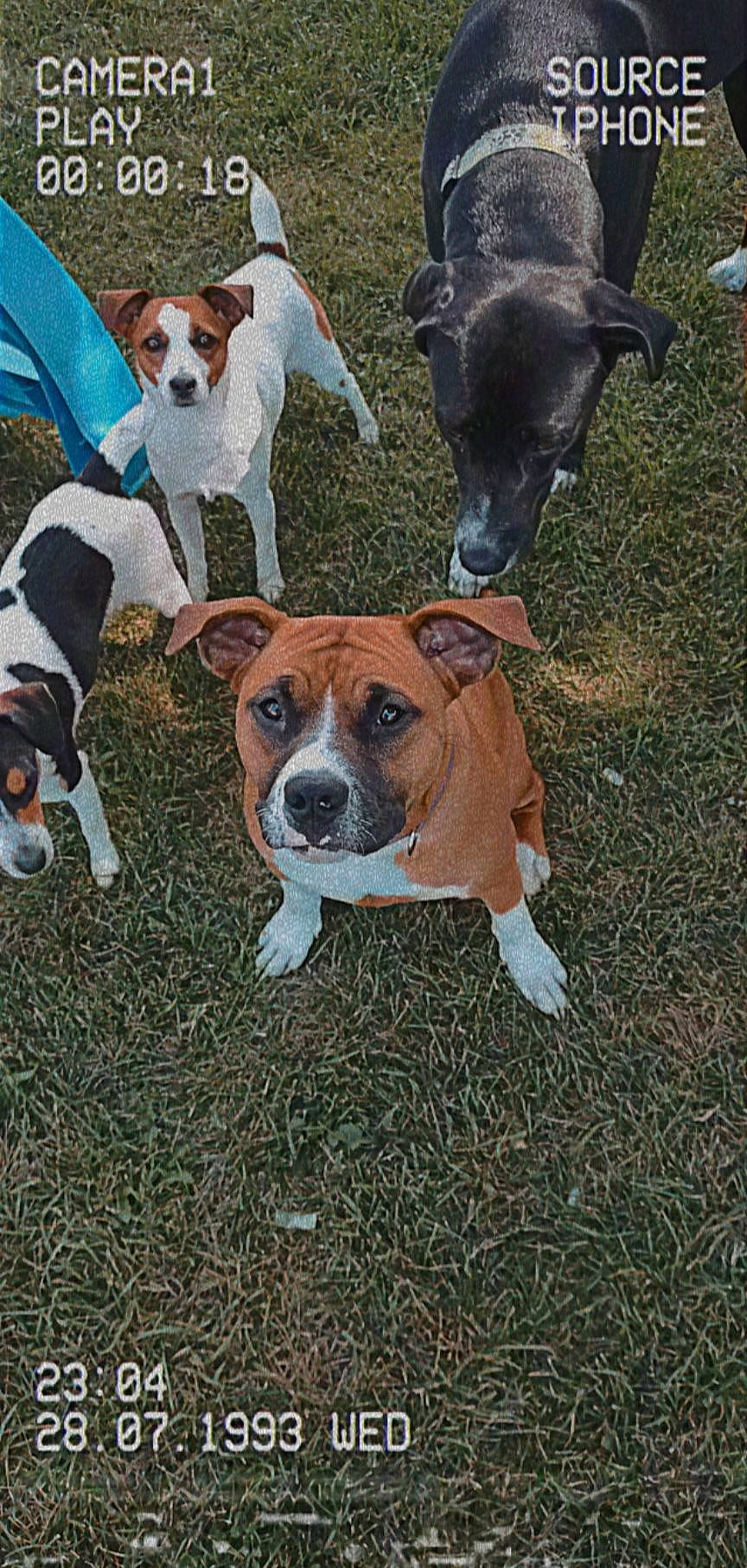 Piggy joined the competition — help win amazing prizes! ancient_dog_breeds, canidae, carnivore, collar, companion_dog, dog, dog_breed, dog_collar, dog_supply, fawn, grass, mammal, non_sporting_group, pet_supply, sporting_group, terrestrial_animal, terrier, working_animal, working_dog