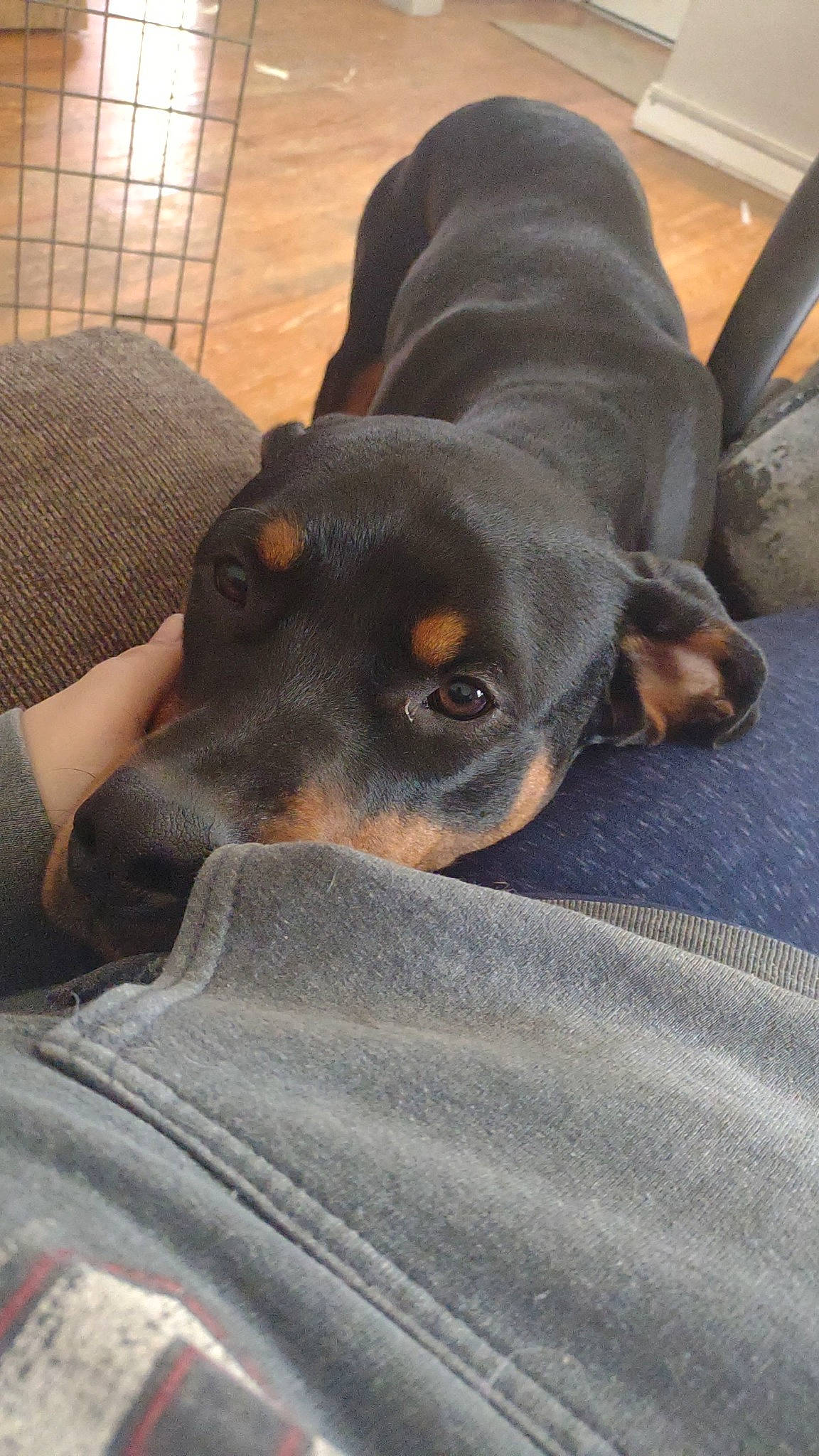 Onyx is registered to the contest to win money with this photo: austrian_black_and_tan_hound, canidae, carnivore, comfort, companion_dog, dog, dog_breed, fawn, fur, grey, guard_dog, hunting_dog, liver, rottweiler, scent_hound, snout, sporting_group, whiskers, working_animal, working_dog