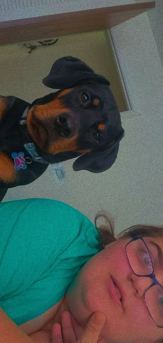 Onyx joined the competition — help win amazing prizes! carnivore, chest, collar, cool, dog, dog_breed, ear, fashion_accessory, fawn, fun, gesture, happy, hat, jaw, personal_protective_equipment, sporting_group, thumb, working_animal, working_dog, wrinkle