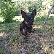 Trésor participe au concours pour gagner de l'argent avec cette photo : animal, canine, dog, ears, fur, grass, greenery, muzzle, nature, outdoor, park, peaceful, pet, relaxing, scenery, shade, small_dog, summer, sunlight, water