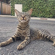 Lehoï participe au concours pour gagner de l'argent avec cette photo : animal, asphalt, cat, closeup, cute, daytime, feline, greenery, happy, lying_down, mammal, nature, outdoor, pet, relaxed, resting, smiling, street, tabby, whiskers