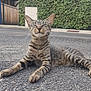 animal, asphalt, cat, closeup, cute, daytime, feline, greenery, happy, lying_down, mammal, nature, outdoor, pet, relaxed, resting, smiling, street, tabby, whiskers