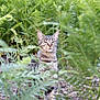Lehoï participe au concours pour gagner de l'argent avec cette photo : alert, animal, camouflage, cat, ears, eyes, ferns, foliage, forest_floor, greenery, ground, mammal, nature, outdoor, pet, plant, sitting, tabby, whiskers, wildlife