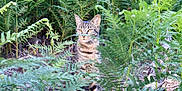 Lehoï participe au concours pour gagner de l'argent avec cette photo : alert, animal, camouflage, cat, daylight, ears, environment, eyes, ferns, foliage, forest_floor, greenery, mammal, nature, outdoor, quiet, sitting, tabby_cat, whiskers, wildlife