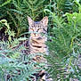 alert, animal, camouflage, cat, daylight, ears, environment, eyes, ferns, foliage, forest_floor, greenery, mammal, nature, outdoor, quiet, sitting, tabby_cat, whiskers, wildlife