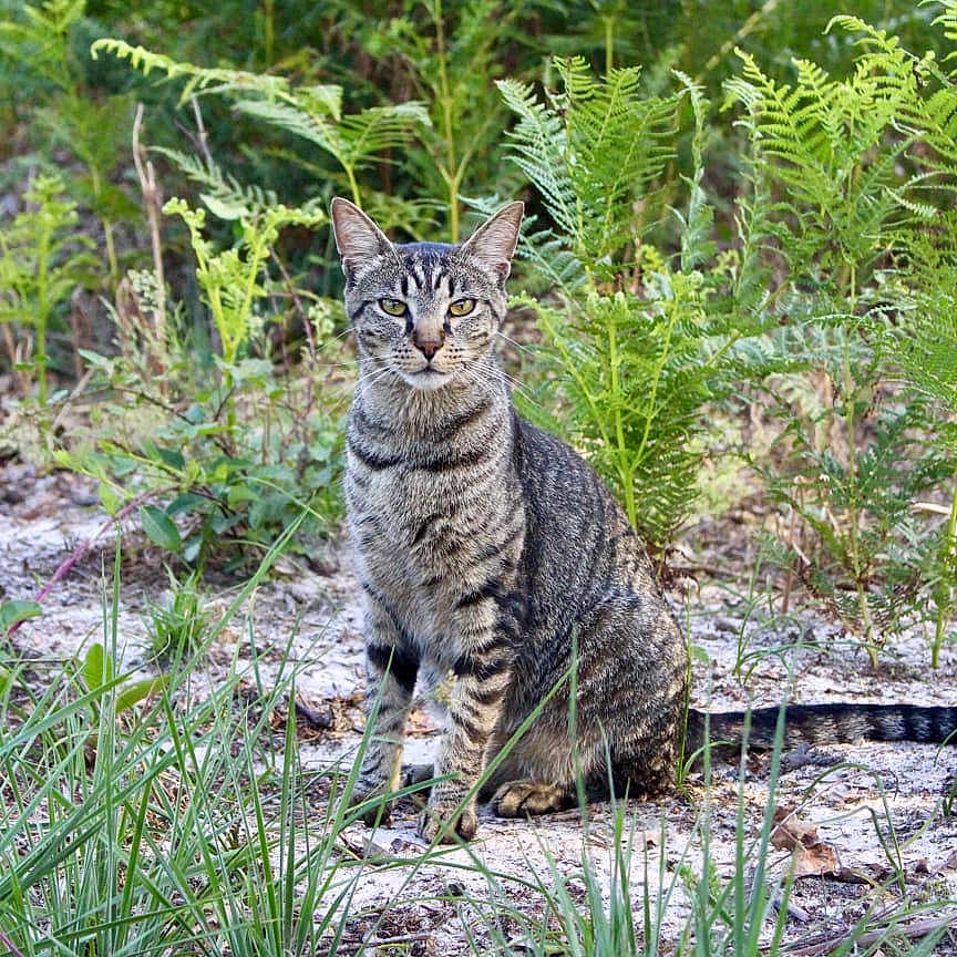 Lehoï a rejoint le concours — aidez-le/la à gagner de superbes lots ! animal, cat, ears, eyes, feline, ferns, grass, greenery, ground, leafy, mammal, nature, outdoor, pets, plants, serious, sitting, striped, tabby, wildlife