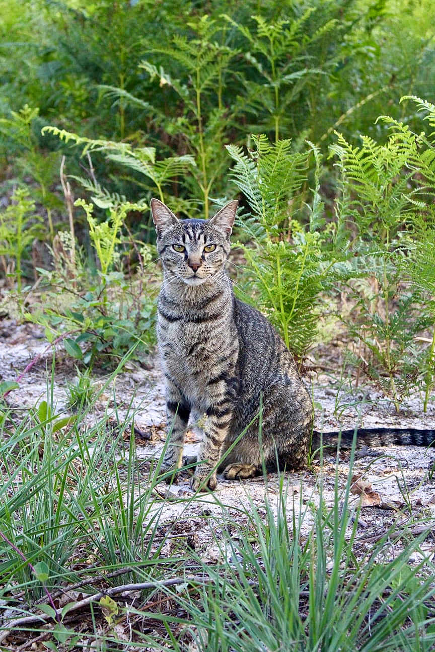 Lehoï a rejoint le concours — aidez-le/la à gagner de superbes lots ! animal, cat, ears, eyes, feline, ferns, grass, greenery, ground, leafy, mammal, nature, outdoor, pets, plants, serious, sitting, striped, tabby, wildlife