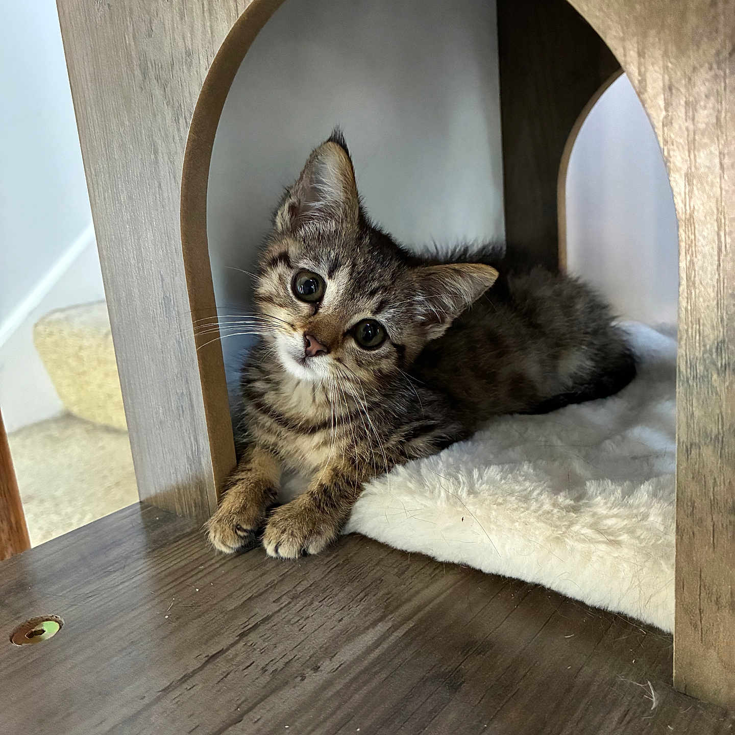 Nova