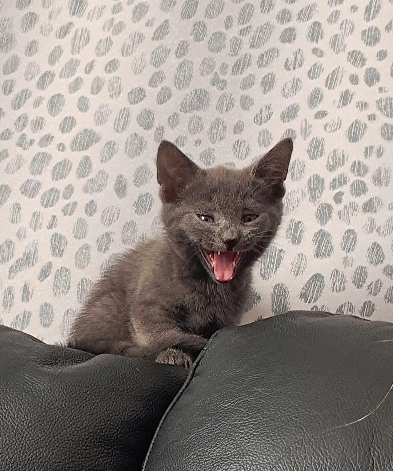 Roo