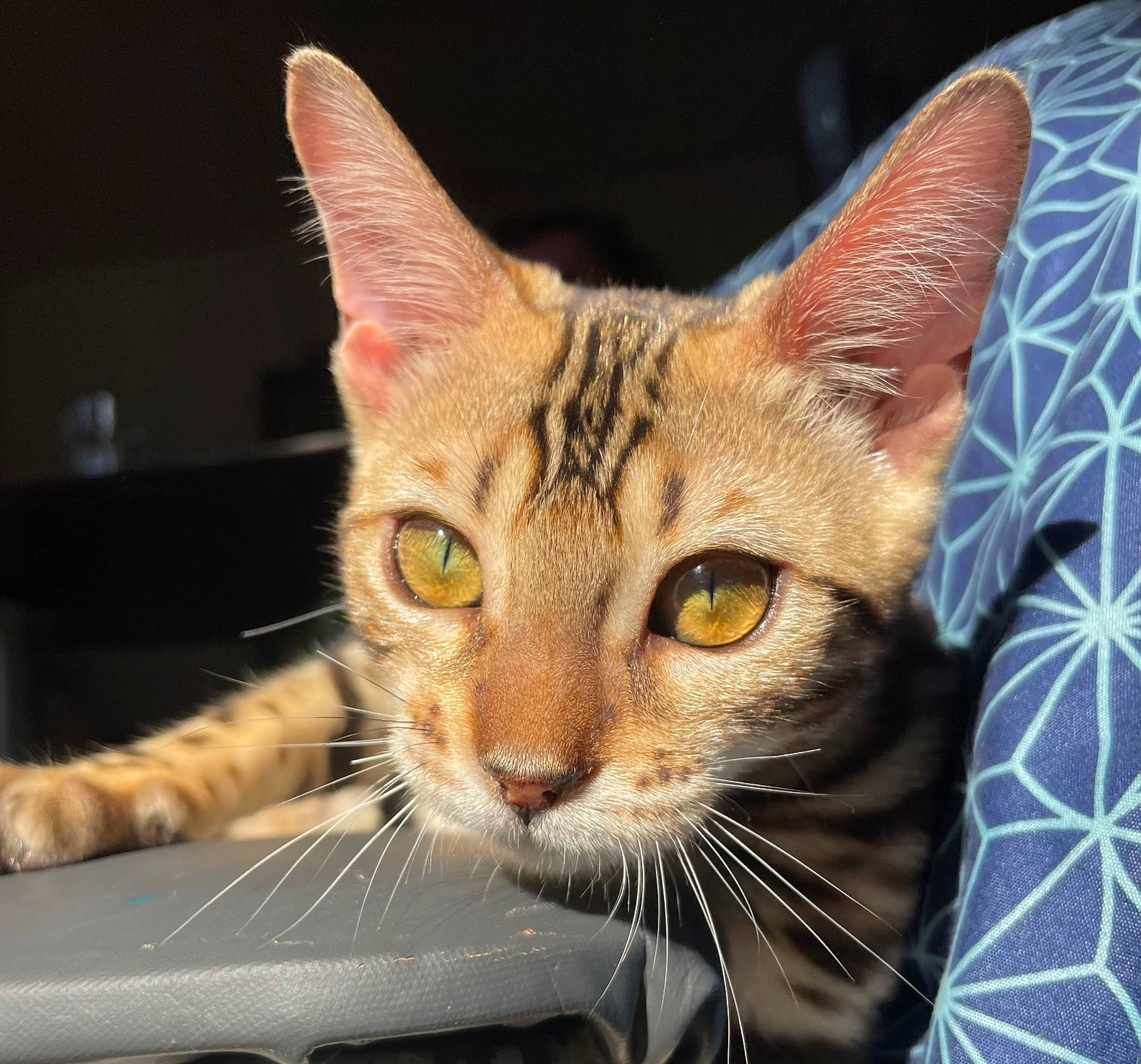 Umi participe au concours pour gagner de l'argent avec cette photo : carnivore, cat, curious, domestic_short_haired_cat, fawn, felidae, fur, iris, small_to_medium_sized_cats, snout, terrestrial_animal, whiskers, wildlife, window, windshield