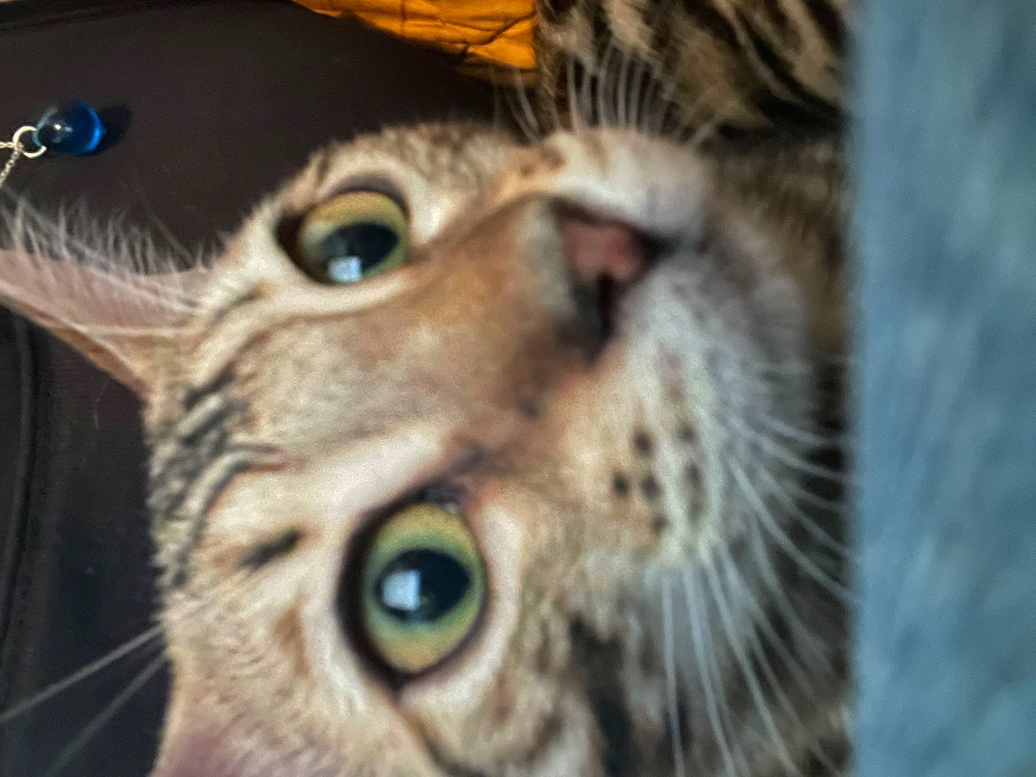 Umi participe au concours pour gagner de l'argent avec cette photo : carnivore, cat, close_up, domestic_short_haired_cat, eye, felidae, fur, grass, head, macro_photography, small_to_medium_sized_cats, snout, terrestrial_animal, whiskers, wildlife