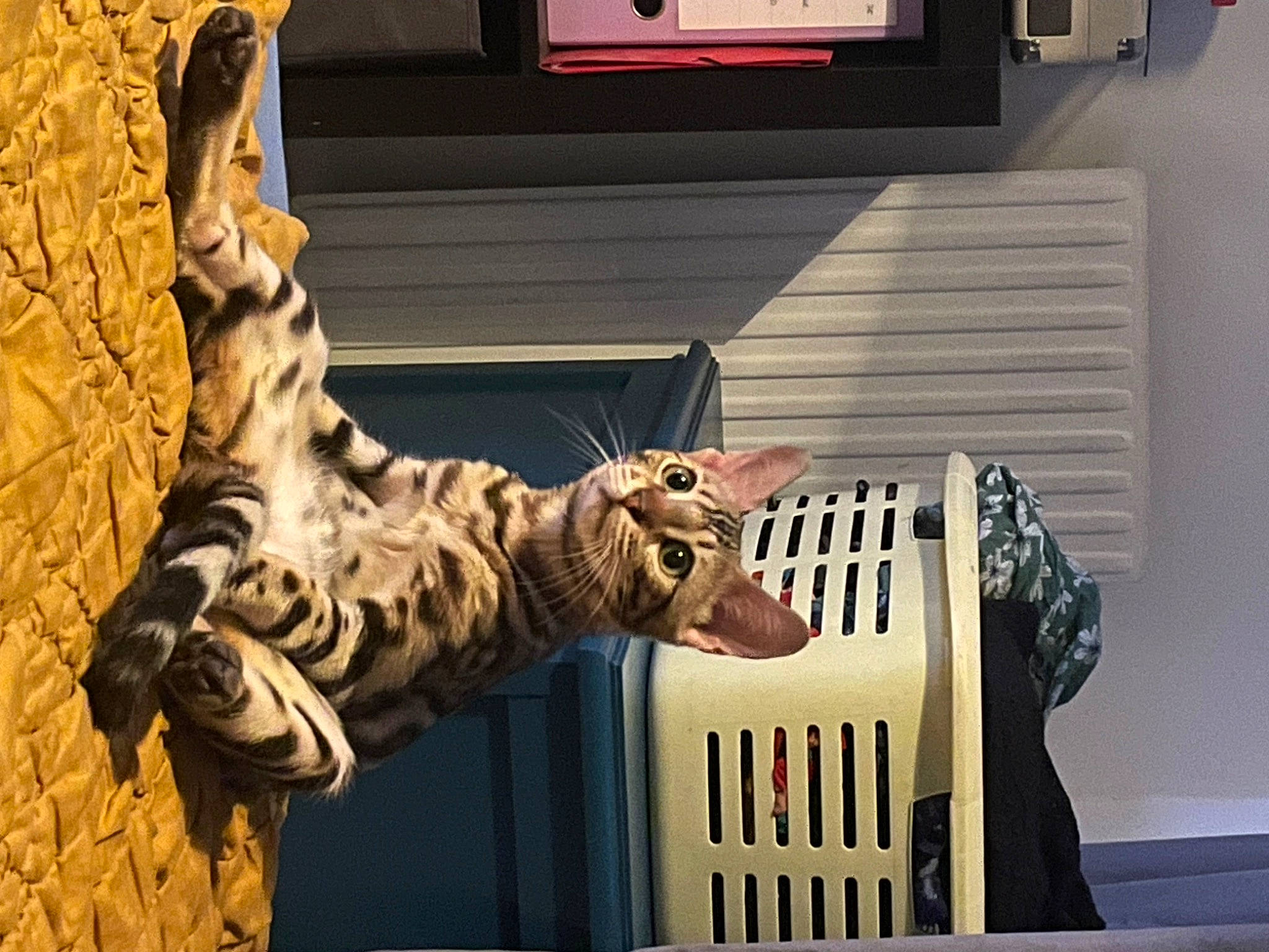 Umi a rejoint le concours — aidez-le/la à gagner de superbes lots ! art, big_cats, ceiling, display_device, extinction, felidae, fur, interior_design, metal, pattern, room, sculpture, skeleton, stairs, statue, television, textile, tourist_attraction, visual_arts, wood