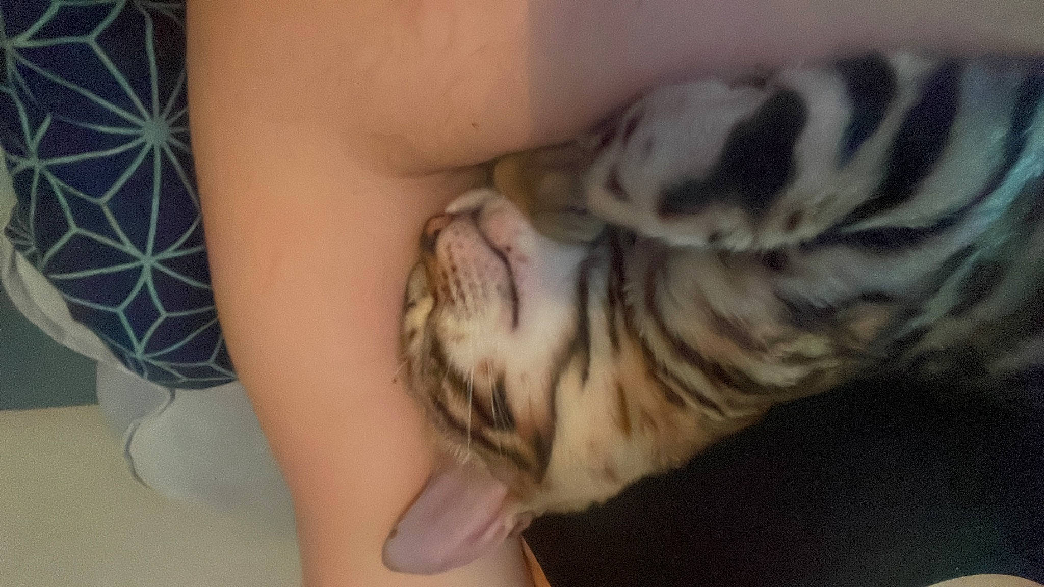 Umi a rejoint le concours — aidez-le/la à gagner de superbes lots ! carnivore, cat, chest, close_up, comfort, domestic_short_haired_cat, elbow, felidae, foot, fur, gesture, hand, human_leg, nail, paw, small_to_medium_sized_cats, terrestrial_animal, thigh, vertebrate, whiskers