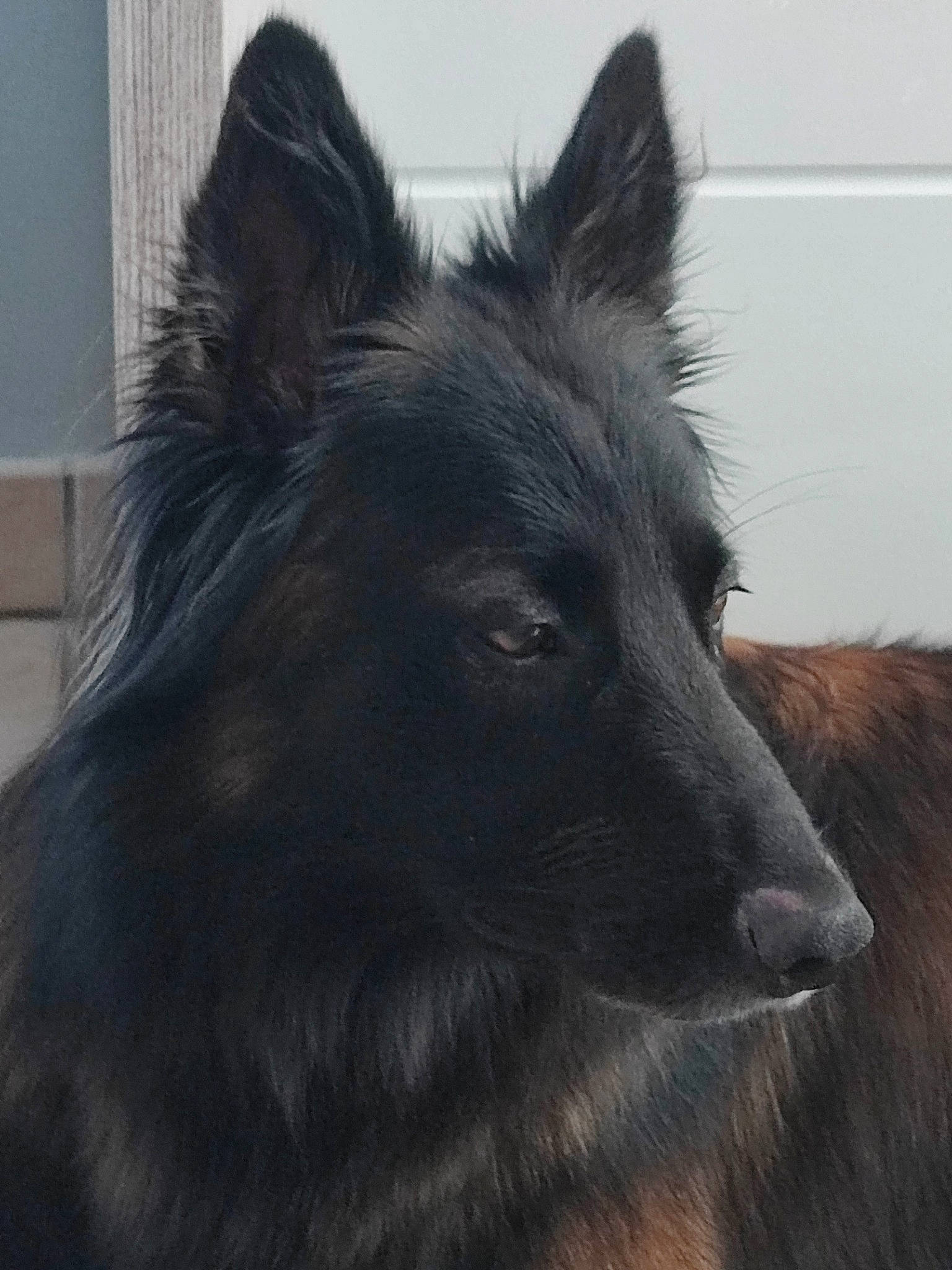 Olia a rejoint le concours — aidez-le/la à gagner de superbes lots ! ancient_dog_breeds, canidae, carnivore, companion_dog, dog, dog_breed, fur, german_spitz_mittel, herding_dog, liver, non_sporting_group, snout, sporting_group, terrestrial_animal, whiskers, working_animal, working_dog