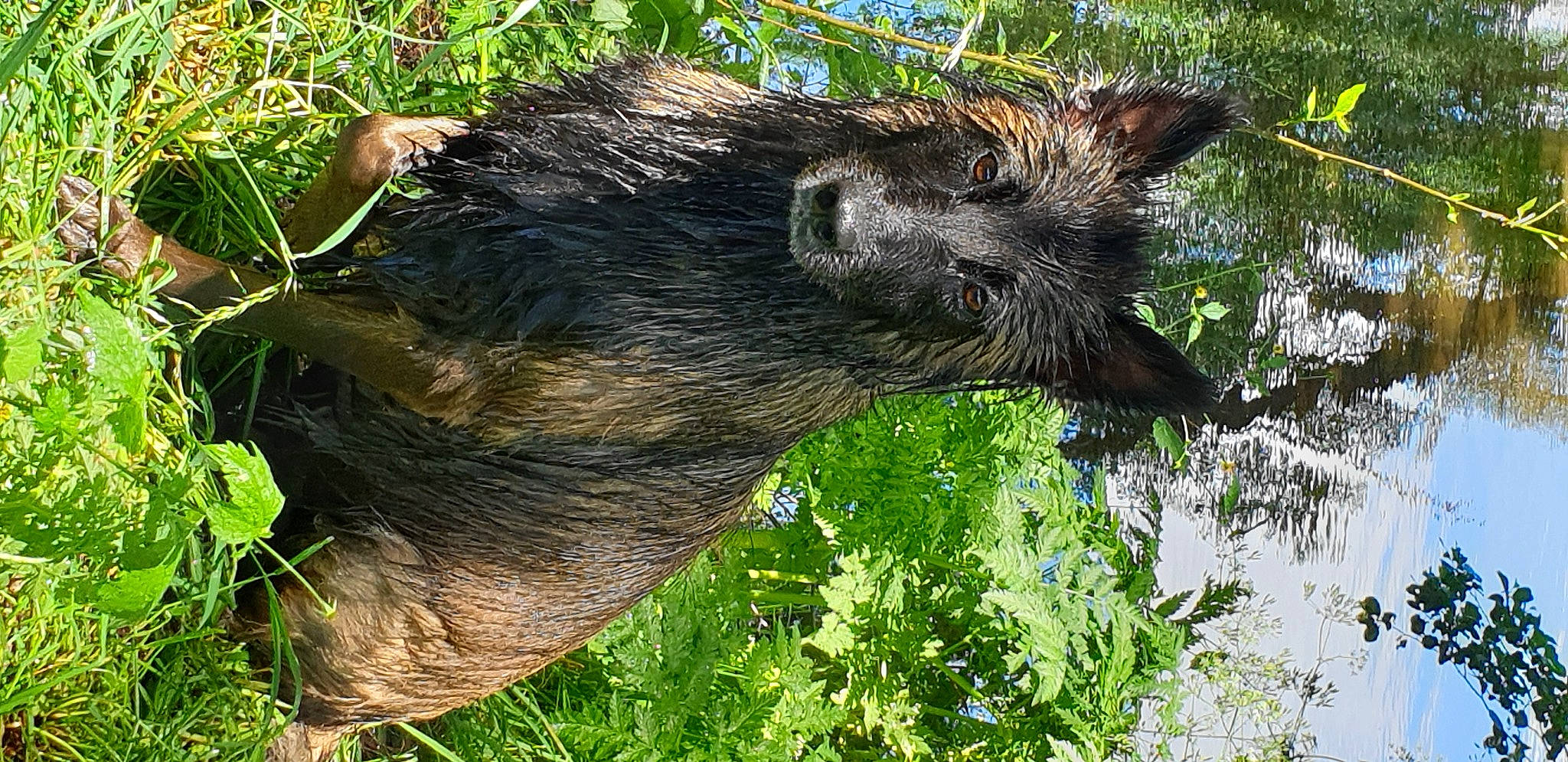 Olia a rejoint le concours — aidez-le/la à gagner de superbes lots ! canidae, carnivore, dog_breed, fawn, felidae, fur, grass, groundcover, marsupial, peccary, plant, shrub, snout, sporting_group, terrestrial_animal, terrestrial_plant, tree, trunk, whiskers, wildlife