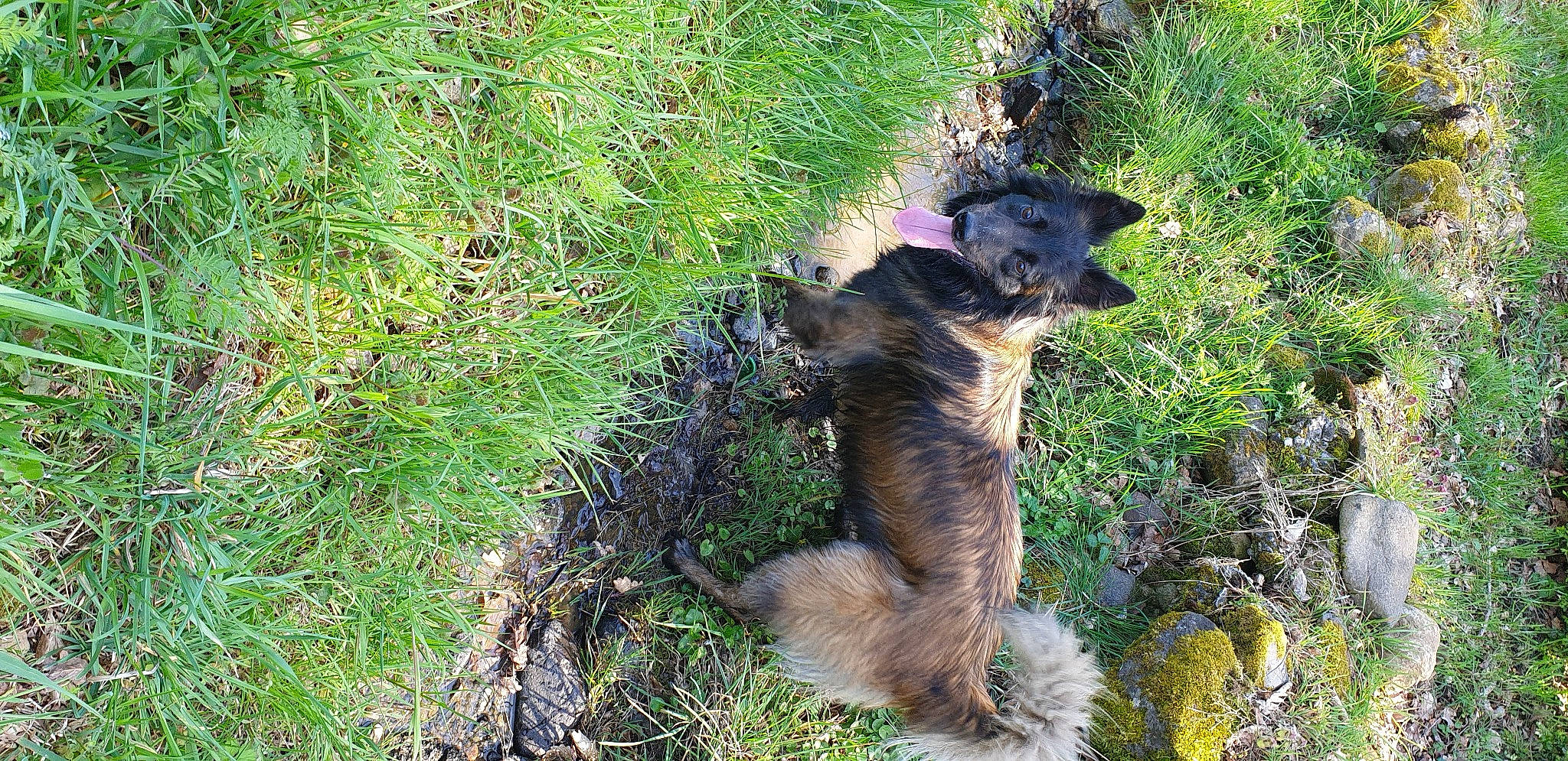 Olia participe au concours pour gagner de l'argent avec cette photo : carnivore, dog, fawn, grass, groundcover, old_german_shepherd_dog, plant, tail, terrestrial_animal, tree, trunk, wildlife, wood, working_dog