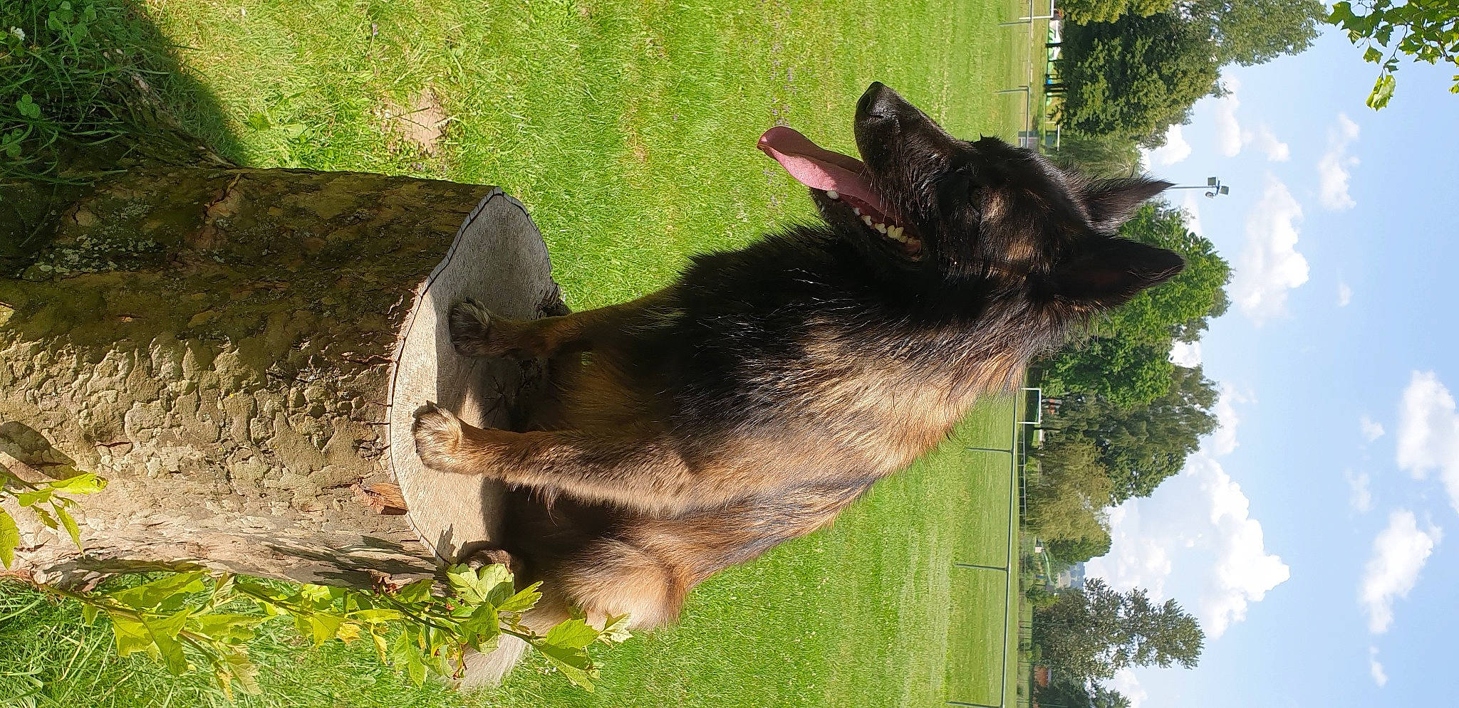 Olia a rejoint le concours — aidez-le/la à gagner de superbes lots ! canidae, carnivore, cloud, dog, dog_breed, east_european_shepherd, fawn, german_shepherd_dog, grass, king_shepherd, old_german_shepherd_dog, plant, sky, snout, sporting_group, tail, terrestrial_animal, tree, trunk, working_animal