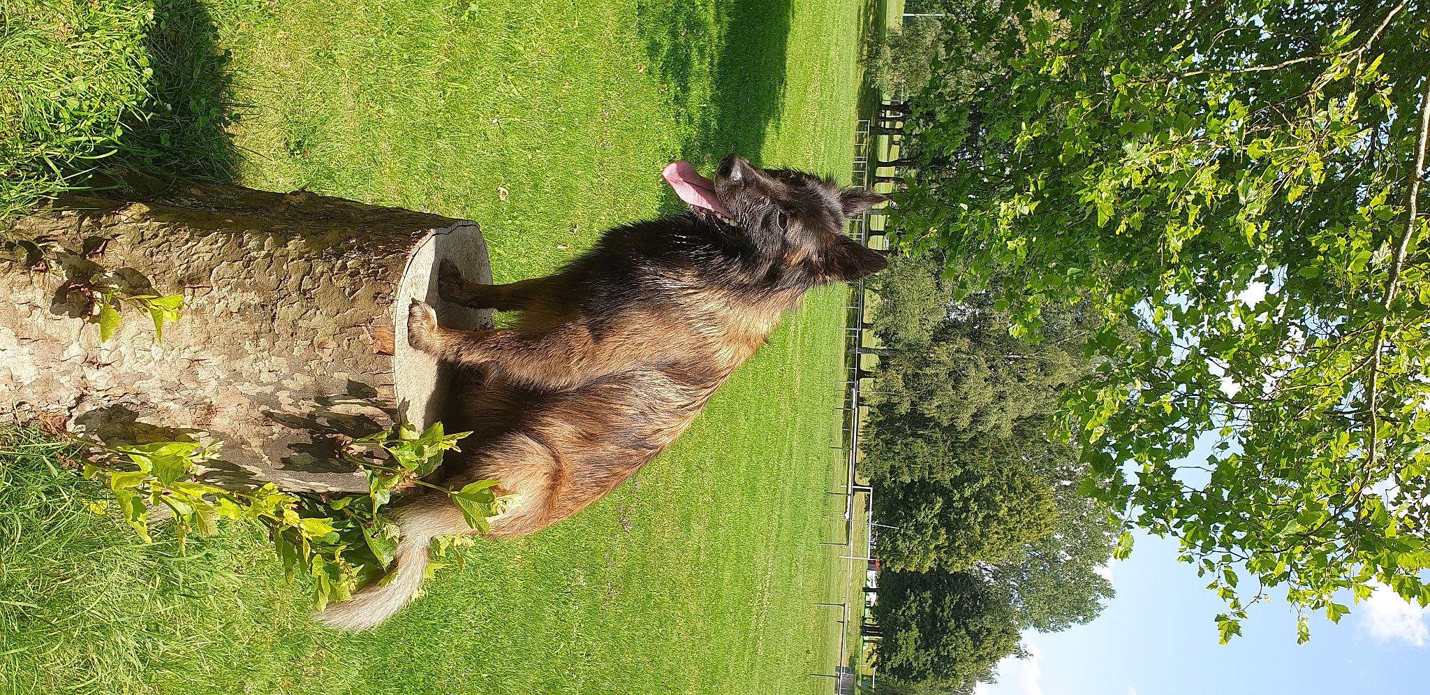 Olia a rejoint le concours — aidez-le/la à gagner de superbes lots ! canidae, carnivore, companion_dog, dog, dog_breed, german_shepherd_dog, grass, king_shepherd, lawn, old_german_shepherd_dog, plant, sky, snout, sporting_group, tail, tree, trunk, water, wood, working_animal