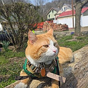Gringo is registered to the contest to win money with this photo: animal, cat, curious, daytime, feline, grass, green_harness, harness, house, leash, log, nature, orange_cat, outdoor, pet, relaxed, residential_area, sunny, tree, white_cat