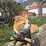 animal, cat, curious, daytime, feline, grass, green_harness, harness, house, leash, log, nature, orange_cat, outdoor, pet, relaxed, residential_area, sunny, tree, white_cat