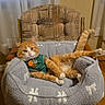 Gringo joined the competition — help win amazing prizes! casual_pose, cat, chair, comfortable, cozy, curious, curtains, cute, domestic, feline, furniture, green_outfit, home, indoor, looking_at_camera, orange_tabby, pet, pet_bed, relaxed, wooden_floor