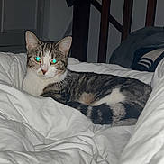 Pichu participe au concours pour gagner de l'argent avec cette photo : animal, bed, blanket, brown, cap, cat, chair, comforter, cozy, furniture, gray, hat, indoor, looking, pet, resting, sleepy, striped, tabby_cat, white